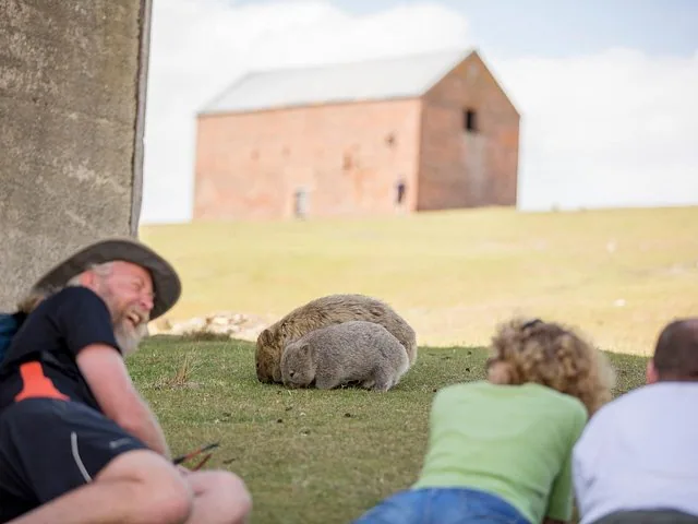 Touristen entspannen auf der Wiese in der Nähe von zwei Wombats, dahinter ein Backsteingebäude