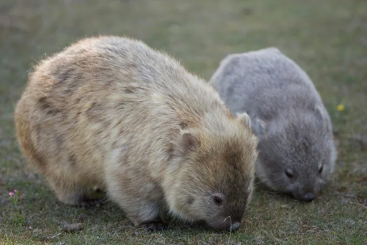 Close-up of two wombats grazing on the grass in their natural habitat