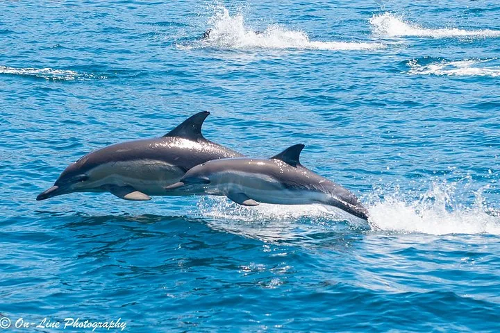 Two dolphins leaping out of the blue ocean water during a cruise