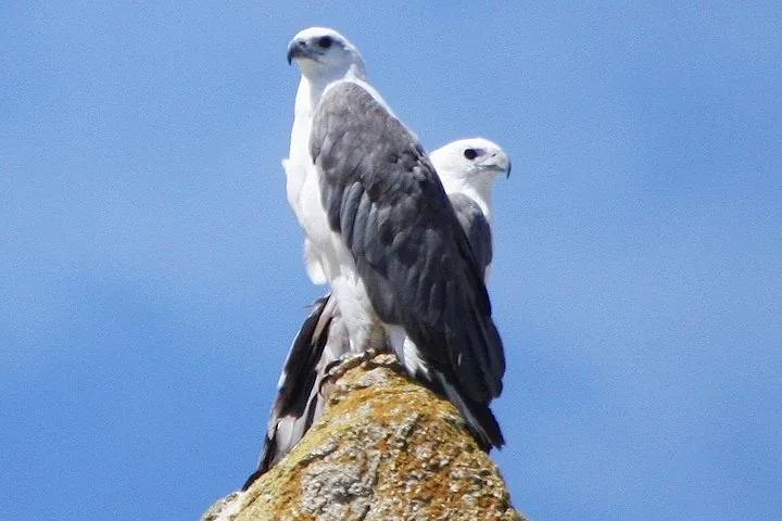 Two white-bellied sea eagles perched together on top of a rocky outcrop